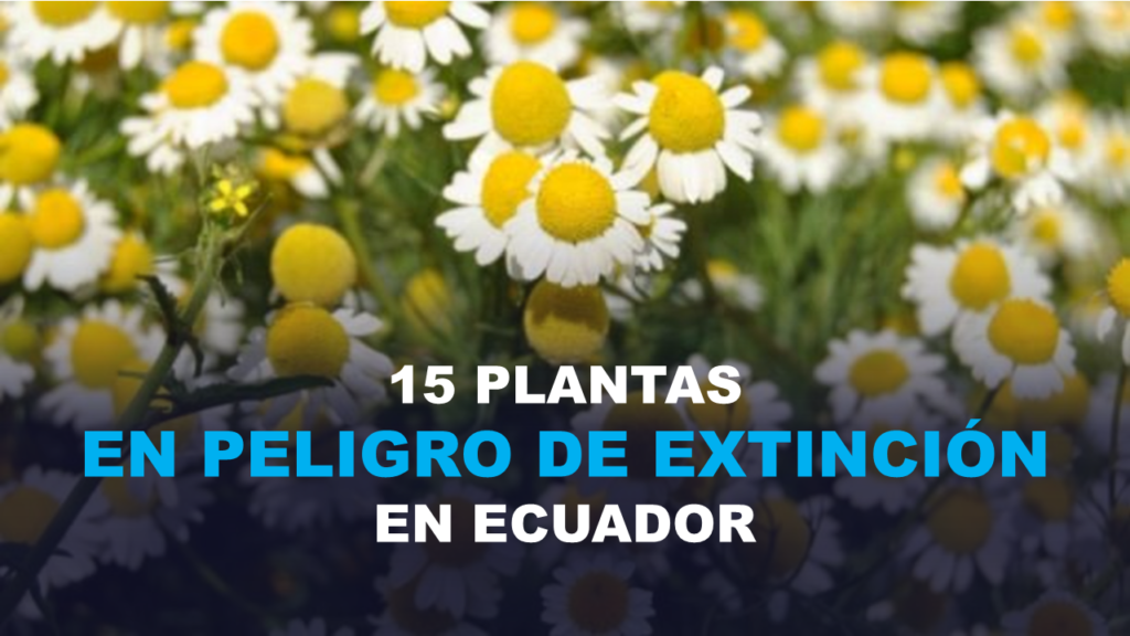 15 Plantas en peligro de Extinción en Ecuador